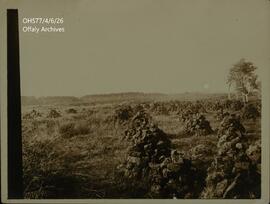 Photograph of Woodfield bog.